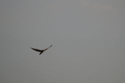 Falke 1_2